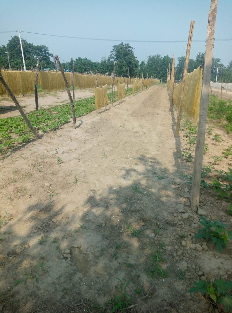 红薯粉条味道纯整齐柔韧货真价实5斤起售量大从优