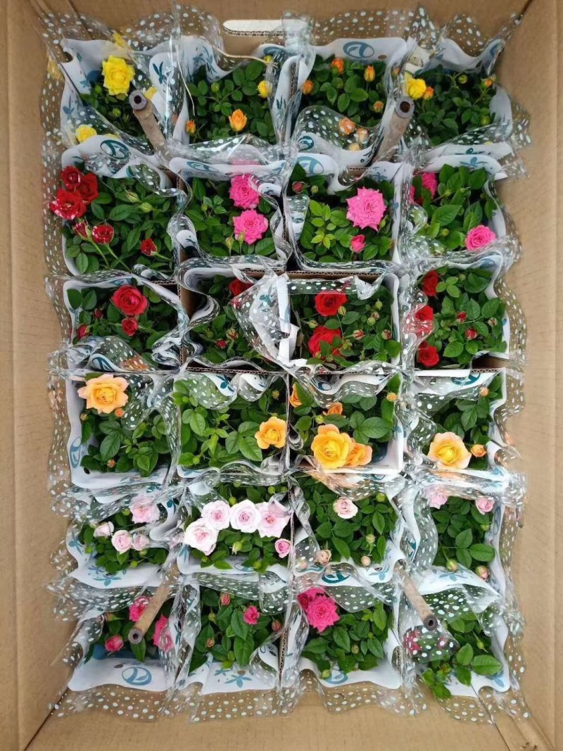 玫瑰花苗大花带花苞花卉欧月绿植物盆栽月季蔷薇室内庭院阳台