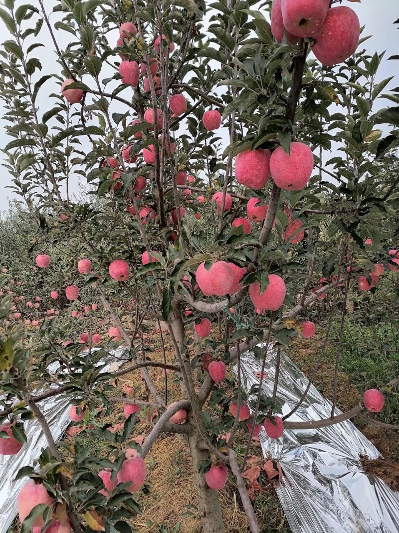花冠萍果也己之市需要的话联系我