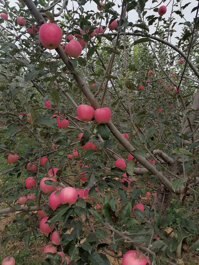 花冠萍果也己之市需要的话联系我