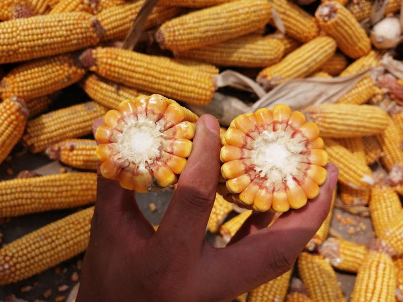 大量出售蒜地玉米棒