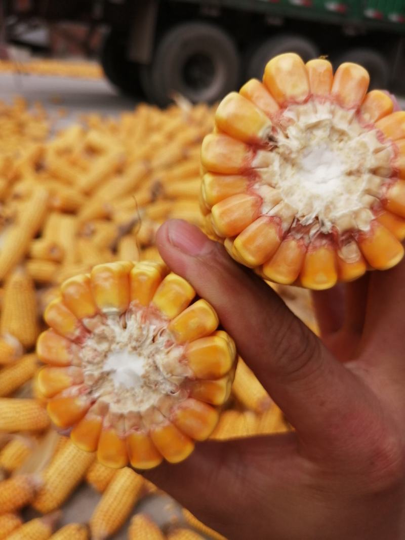 大量出售蒜地玉米棒