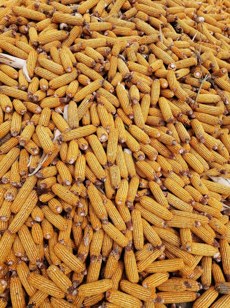 大量出售蒜地玉米棒