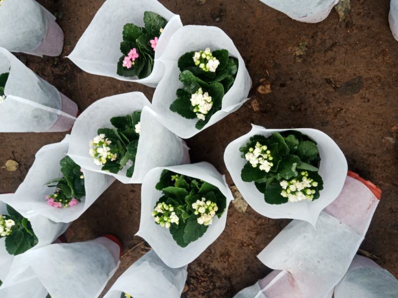 长寿花苗花盆栽重瓣花苗带花包邮四季花卉植物净化空气吸甲