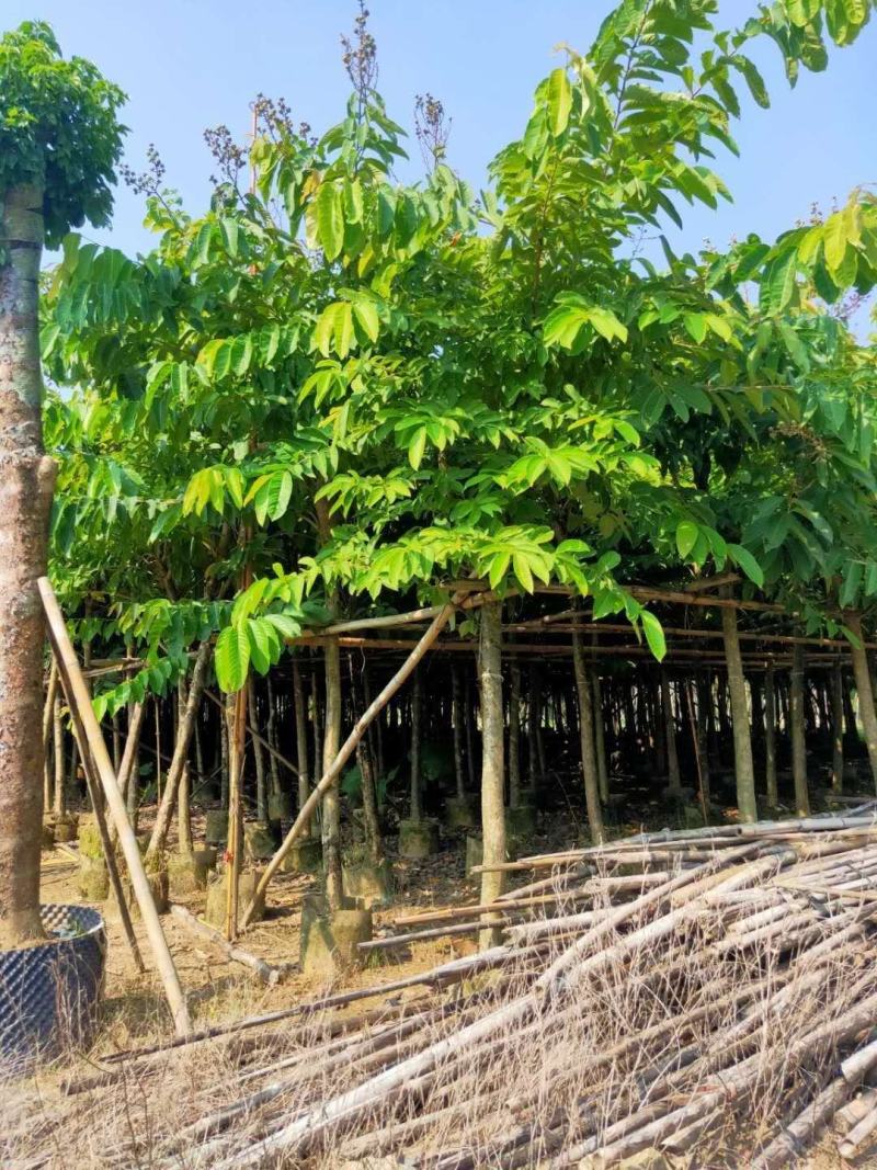 诚信经营:大叶（花）紫薇5-8分，凤凰木10-12分