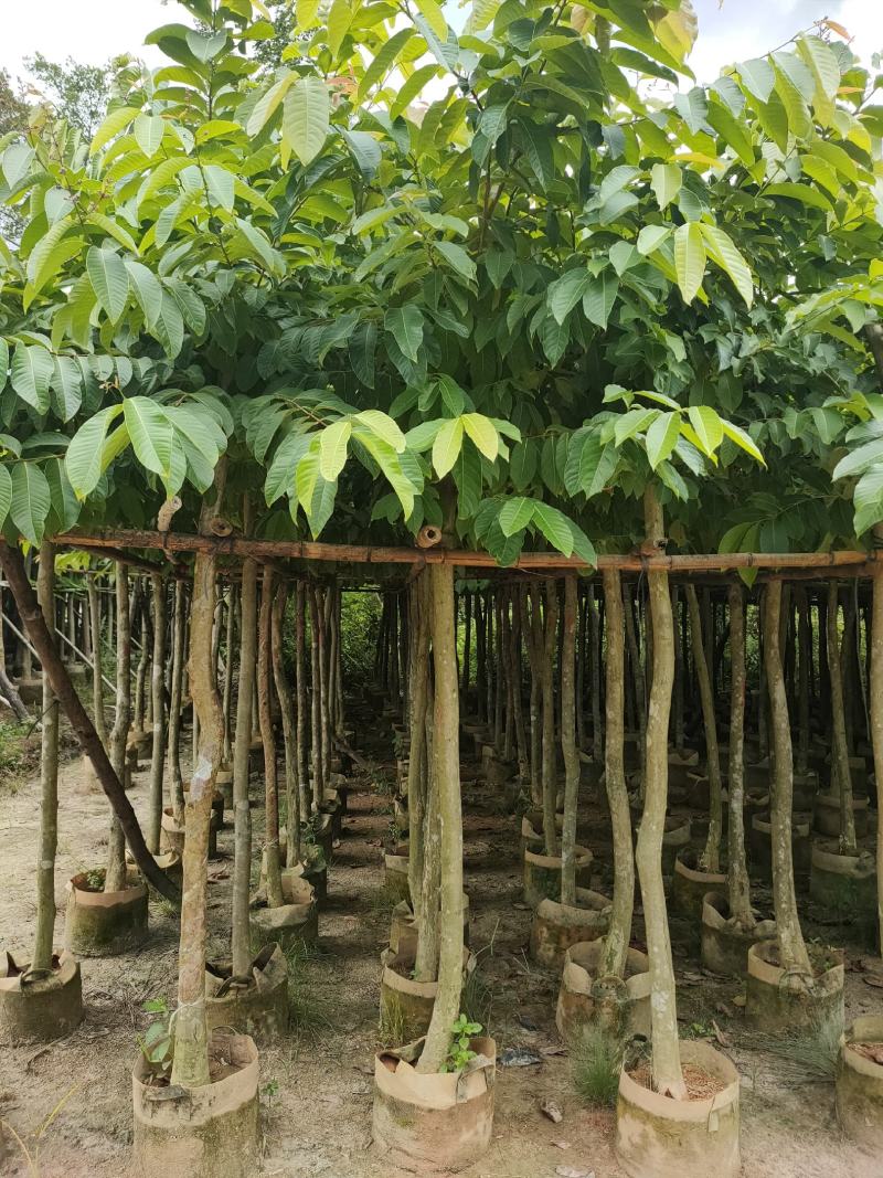 诚信经营:大叶（花）紫薇5-8分，凤凰木10-12分