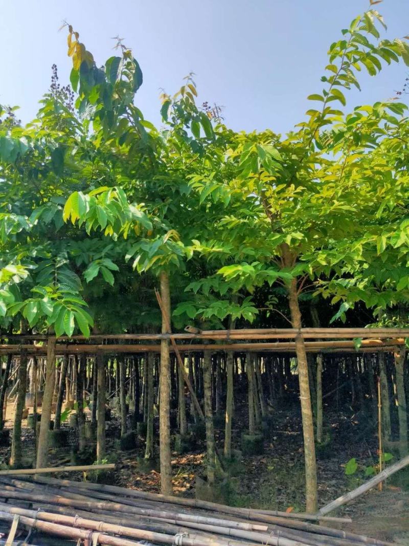 诚信经营:大叶（花）紫薇5-8分，凤凰木10-12分