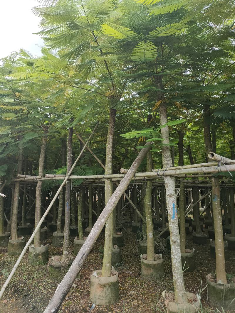 诚信经营:大叶（花）紫薇5-8分，凤凰木10-12分