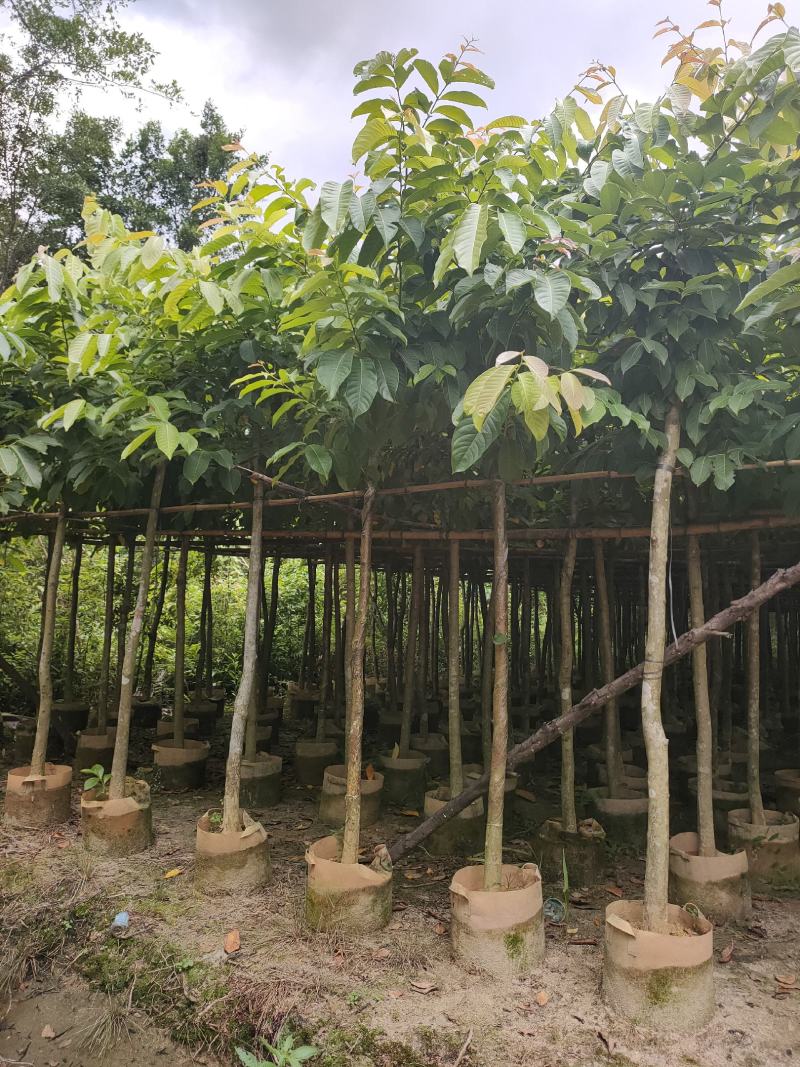 诚信经营:大叶（花）紫薇5-8分，凤凰木10-12分