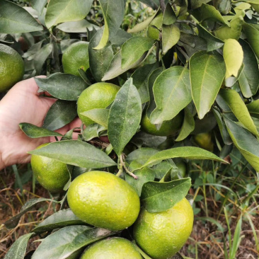 特早柑橘成熟于8月下旬-9月下旬，果肉橙红色，口感浓甜