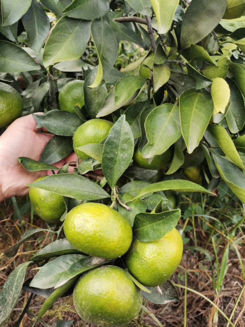 特早柑橘成熟于8月下旬-9月上旬，果肉橙红色，口感浓甜