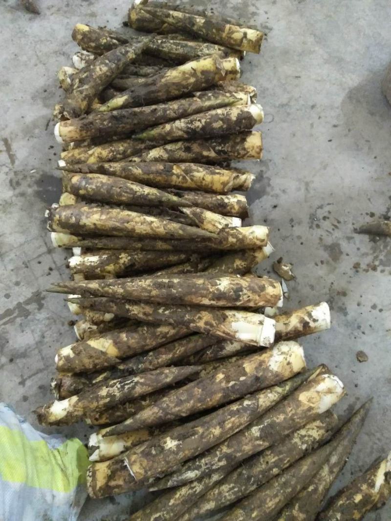 【牛商推荐】原生态精品八月笋牛尾笋口感脆爽现挖现发