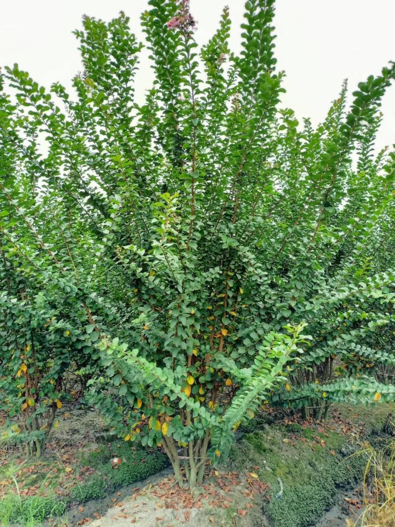 【信誉商家】丛生紫薇自产自销成活率高视频看货