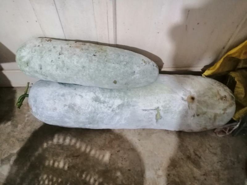 露地冬瓜黑皮水果冬瓜