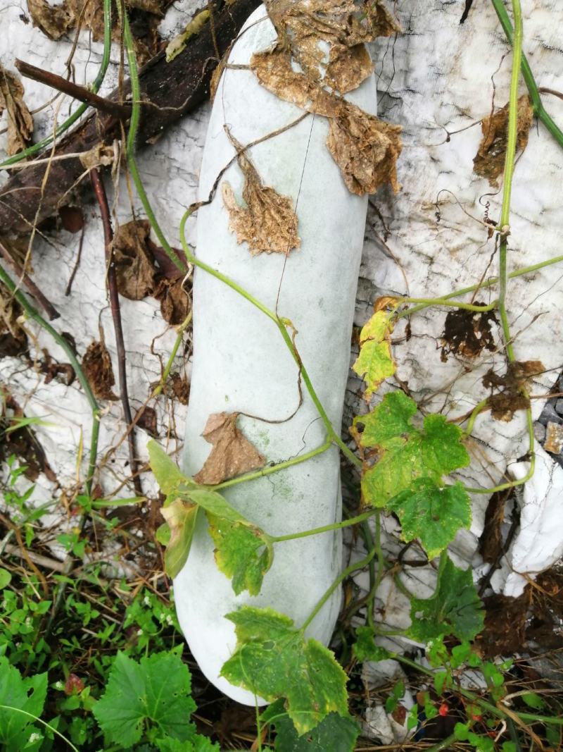 露地冬瓜黑皮水果冬瓜