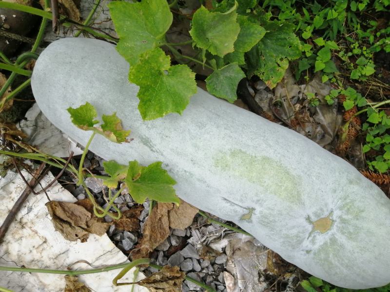 露地冬瓜黑皮水果冬瓜