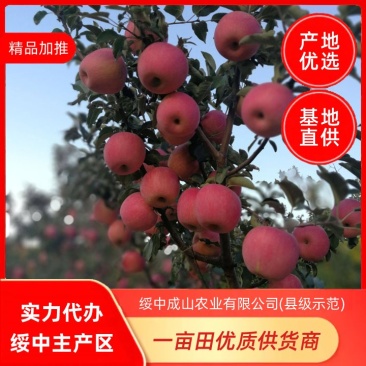绥中寒富士苹果优质产区，75起步条红，实力代办，商超优选