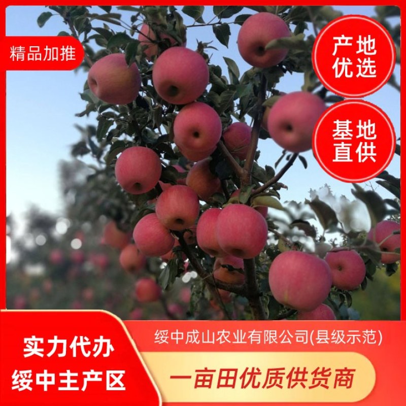 绥中寒富士苹果优质产区，75起步条红，实力代办，商超优选
