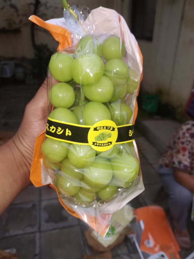 河北永年万亩葡萄基地欢迎你，市场精品货源，打造世界品质。
