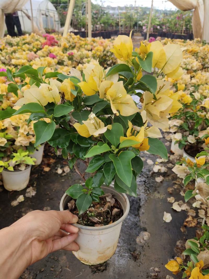 七彩三角梅杯苗