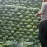 【精品】奥奇那扁包菜全国发货，产地直发量大从优