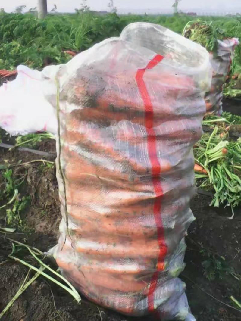 【精】山东平度胡萝卜开始包地，按斤，需要的联系我一手货源