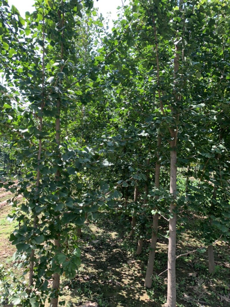 直销银杏树，清地处理2～40公分，货量充足，量大从优