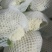 精品青根有机花菜上市
