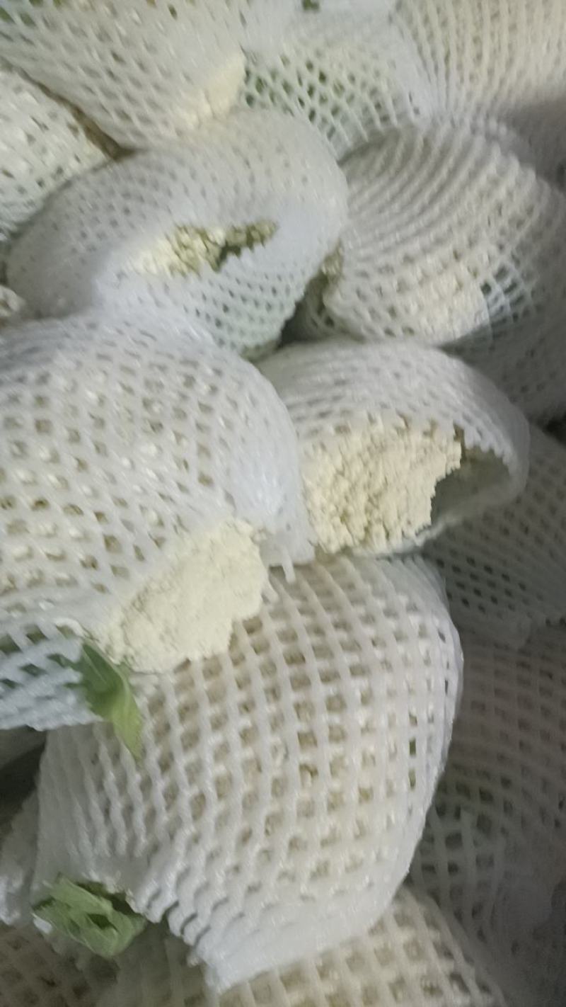 精品青根有机花菜上市