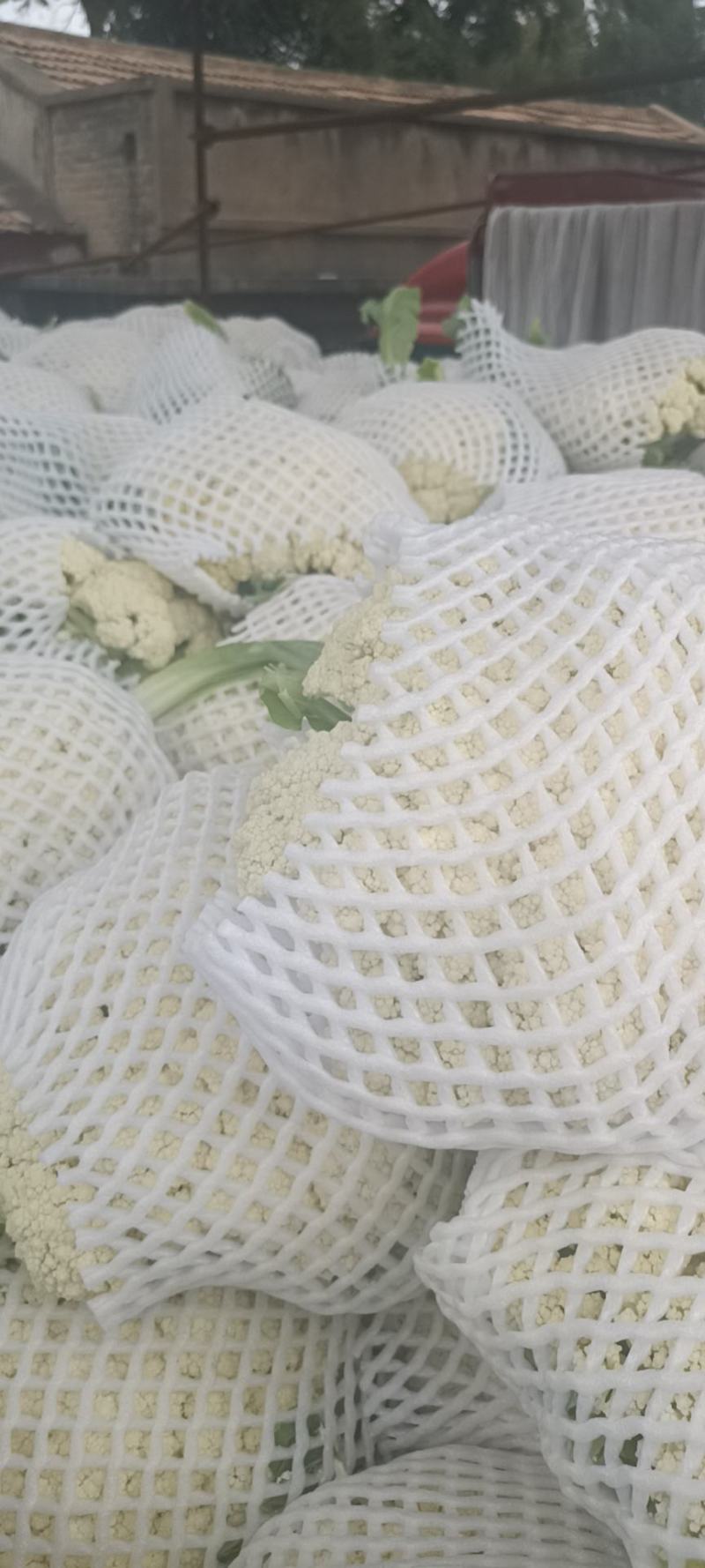 精品青根有机花菜上市
