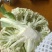 精品青根有机花菜上市