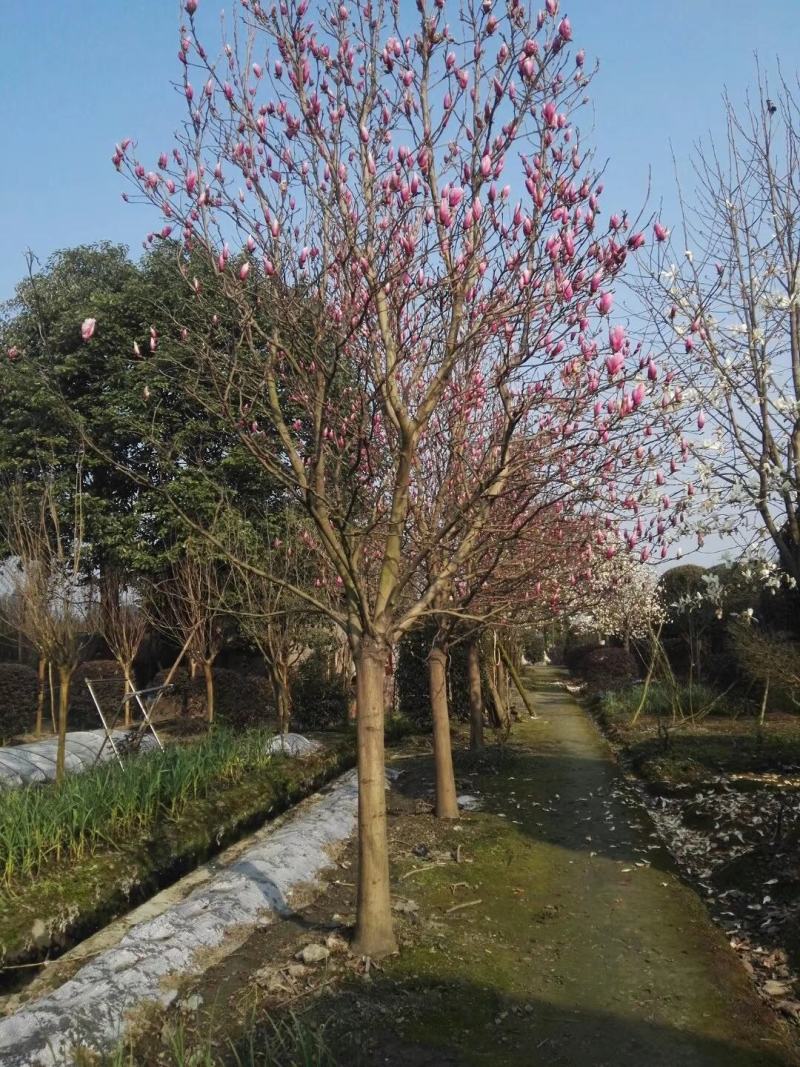 四川成都温江基地苗圃紫玉兰规格齐全欢迎咨询