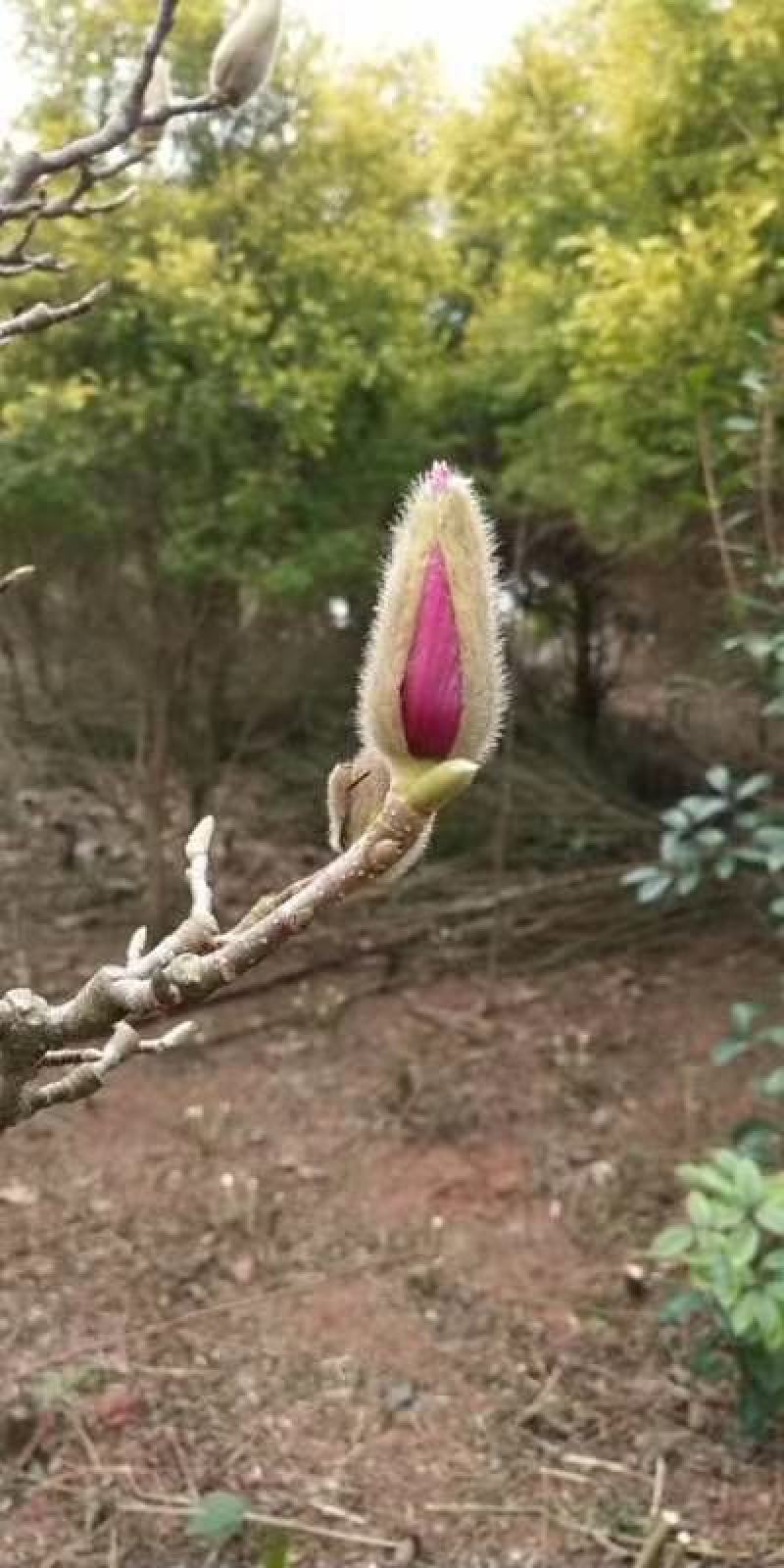 四川成都温江基地苗圃紫玉兰规格齐全欢迎咨询