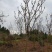 四川成都温江基地苗圃紫玉兰规格齐全欢迎咨询