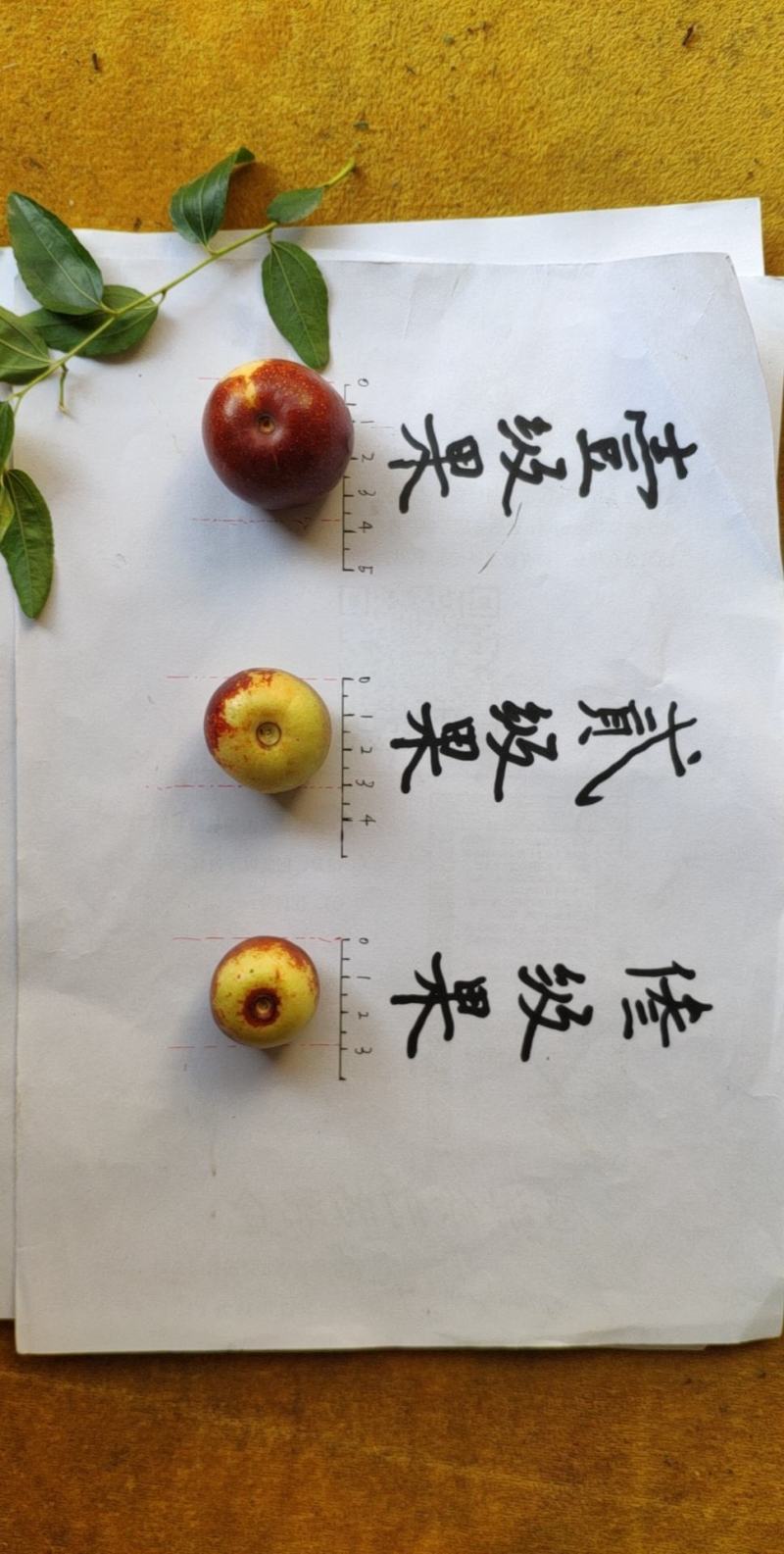 沾化脆甜孕妇小孩时令水果