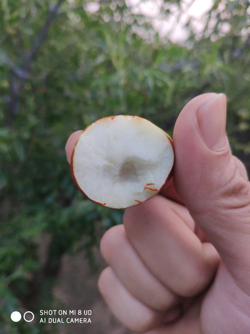 沾化脆甜孕妇小孩时令水果