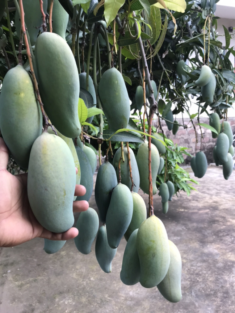 景东晚熟芒果