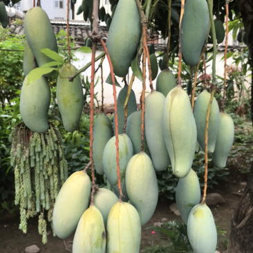 景东晚熟芒果