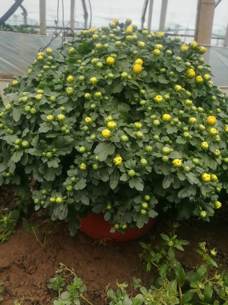 240号红色黄色千头菊