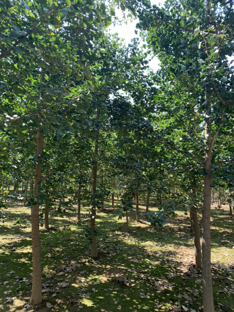 银杏苗2，3，6，8，9公分，基地直供，价格低，规格齐全