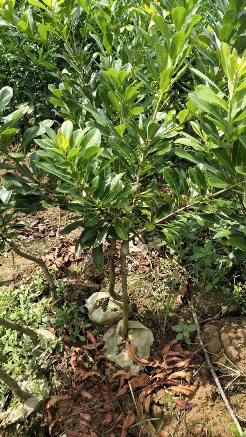 东魁杨梅杯苗嫁接口10公分起苗，果苗基地直供