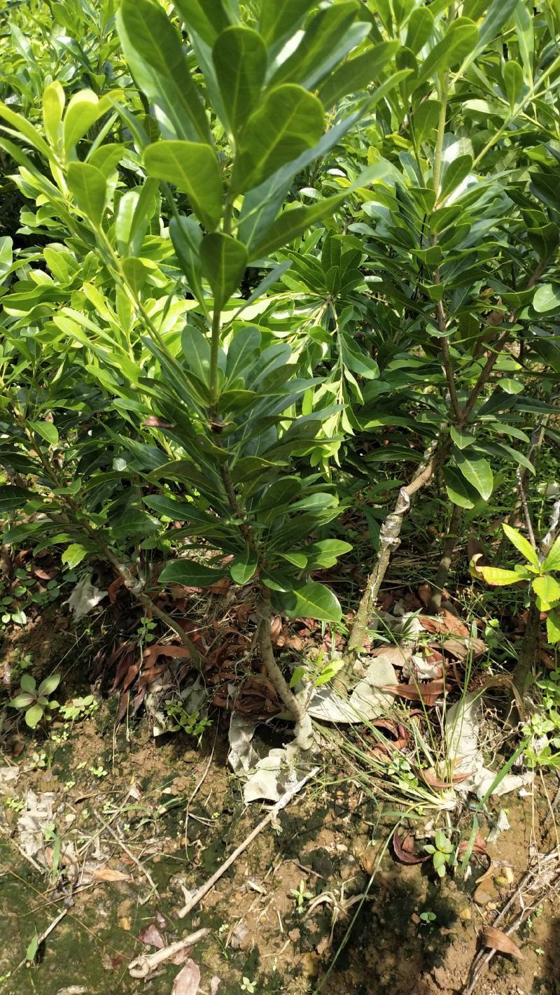 东魁杨梅杯苗嫁接口10公分起苗，果苗基地直供