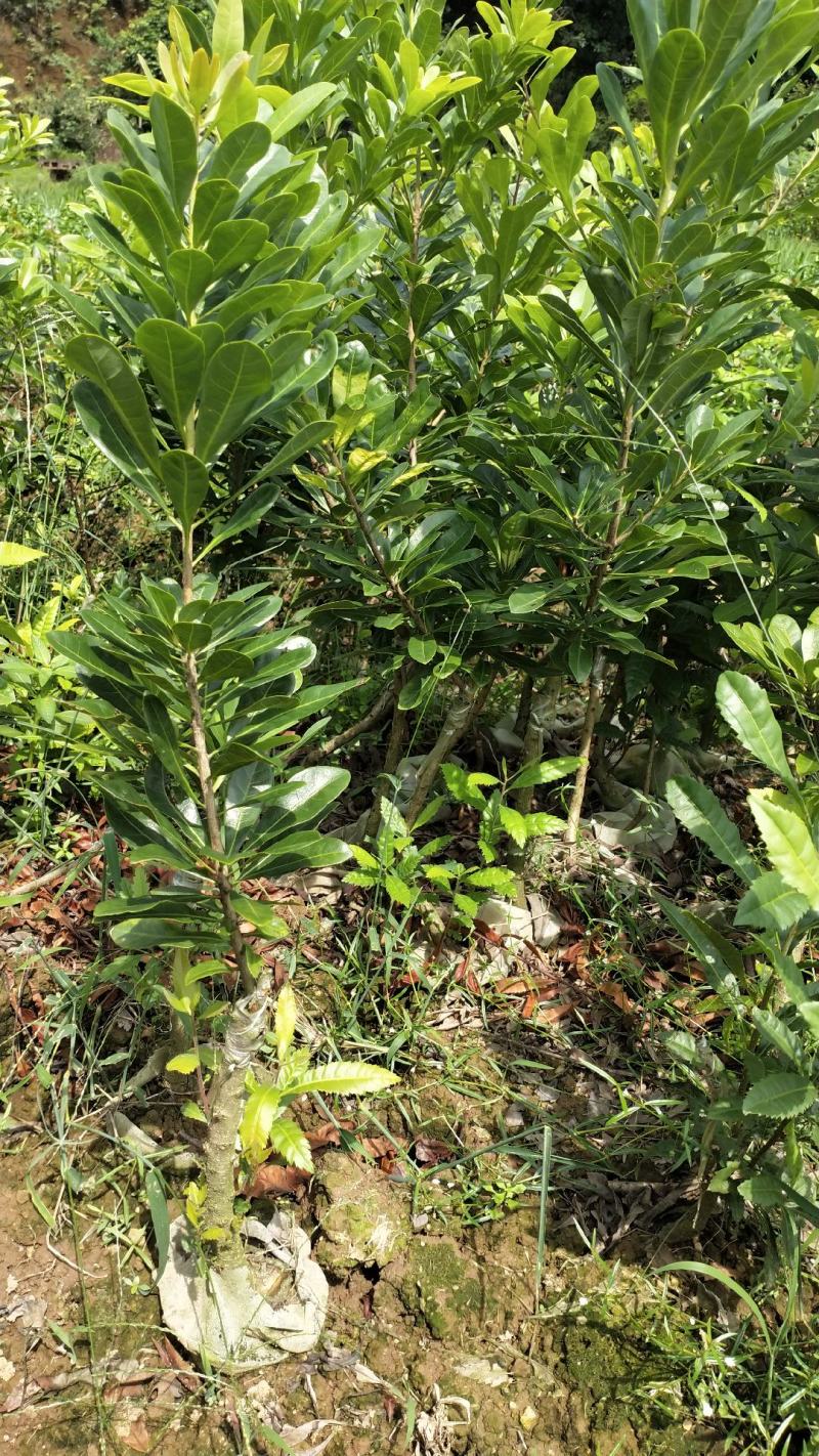 东魁杨梅杯苗嫁接口10公分起苗，果苗基地直供
