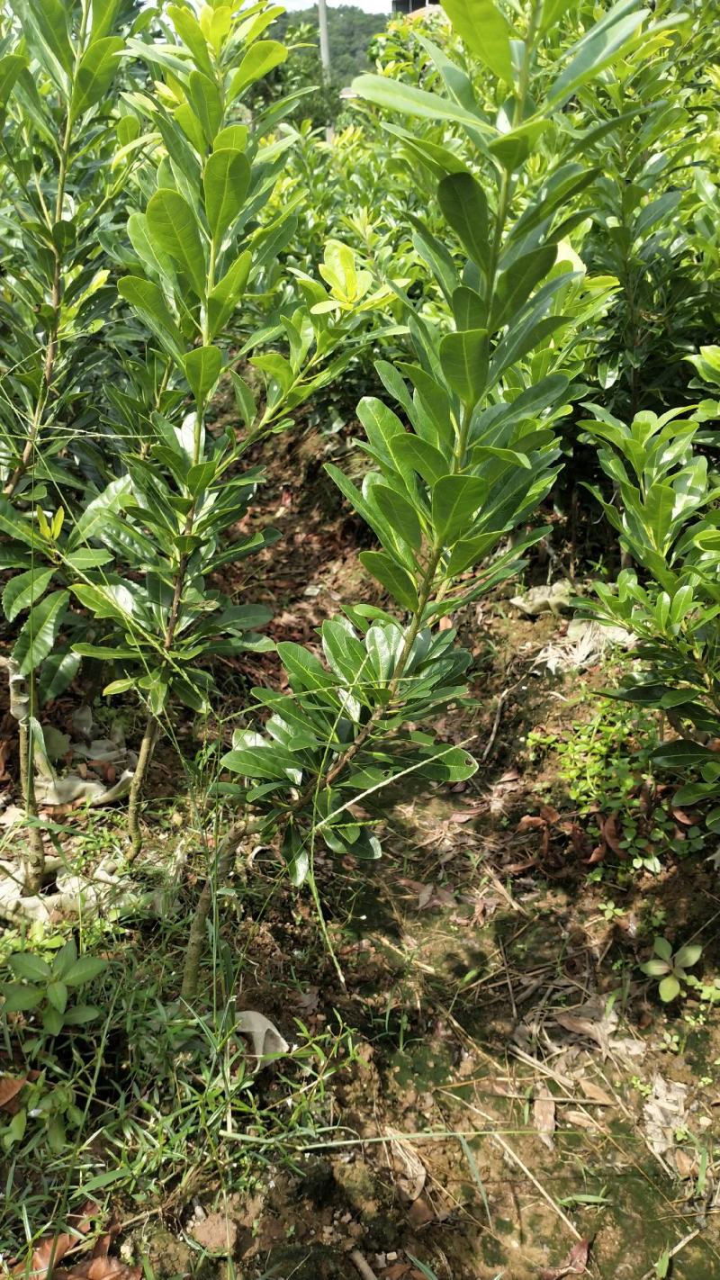 东魁杨梅杯苗嫁接口10公分起苗，果苗基地直供