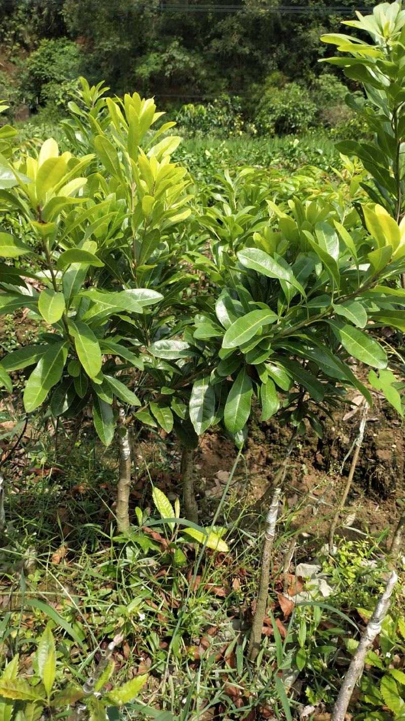 东魁杨梅杯苗嫁接口10公分起苗，果苗基地直供