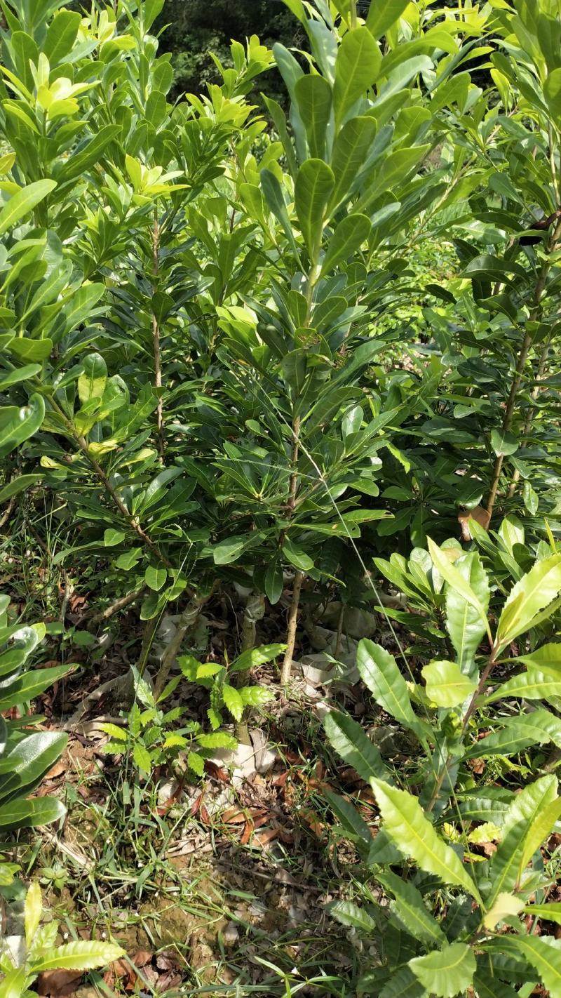 东魁杨梅杯苗嫁接口10公分起苗，果苗基地直供