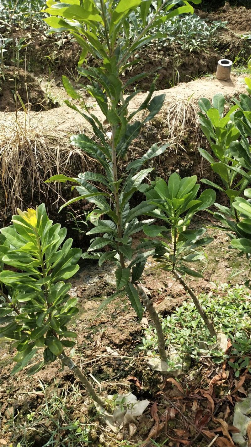 东魁杨梅杯苗嫁接口10公分起苗，果苗基地直供