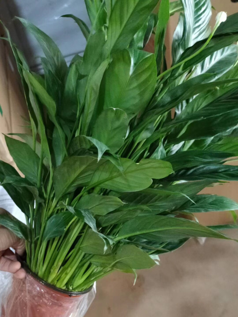 120A级大美酒白掌