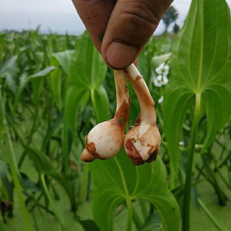 云南野地新鲜小慈菇水鲜菜秋冬季大量供应