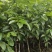 广东阳光大罗汉扁四花橄榄苗工艺橄肉橄榄油实生苗直生苗